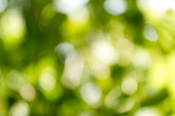 istock Natural green blurred background,Bokeh background. 521652783