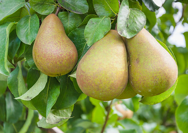 istock Closeup of tasty pears hanging on a tree 521653305