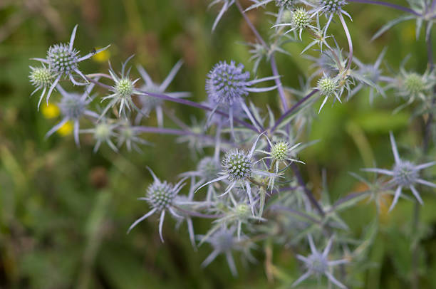 istock Eryngo flowers on a field closeup 521662003