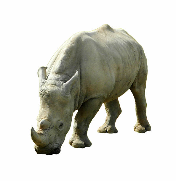 istock Rhinoceros grazing, Isolated 521662201