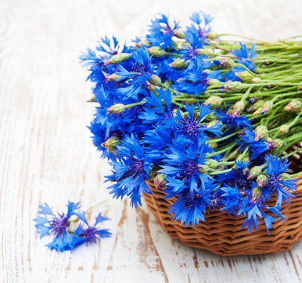 blue cornflowers on a old white wooden  background
