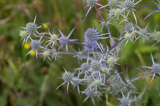 istock Eryngo flowers on a field closeup 521662665