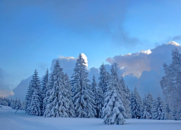 istock snow-capped fir trees in Black Forest 521663581
