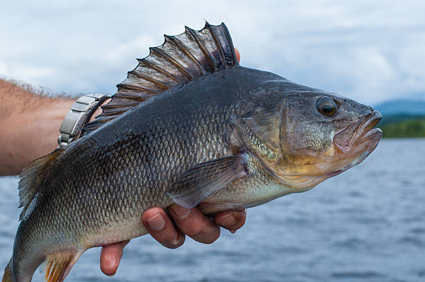 big posizione appena pescati nella mani di un pescatore - wild striped bass foto e immagini stock