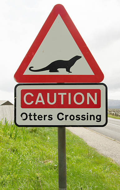 istock Road sign on a countryside road warning for otters crossing 521663999