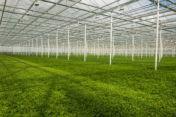 istock Young plants growing in a very large plant nursery 521664253