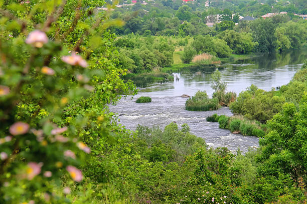 istock Wild rose bush on a background of river rapids 521664283