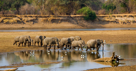 Large elephant herd crossing Luangwa river, Zambia