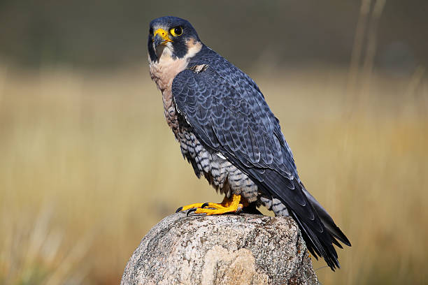 istock Peregrine falcon sitting on a rock 521666277