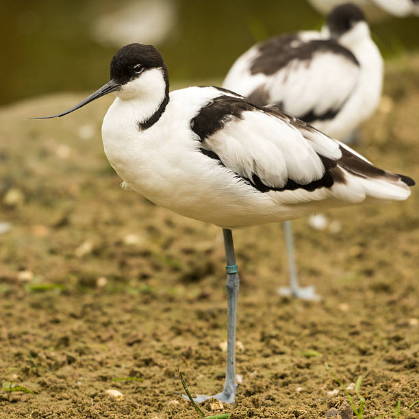 petit oiseau avocette - animal beak bird wading photos et images de collection