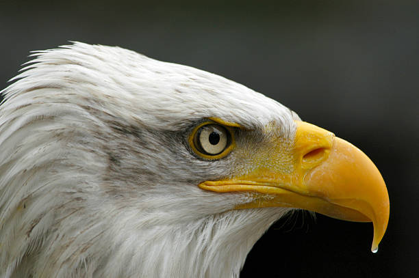 istock Portrait of a bald eagle. 521667277