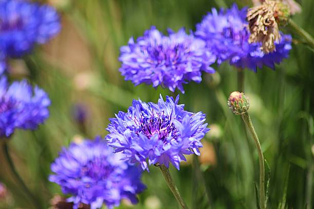 istock Flowers in the Garden 521667599
