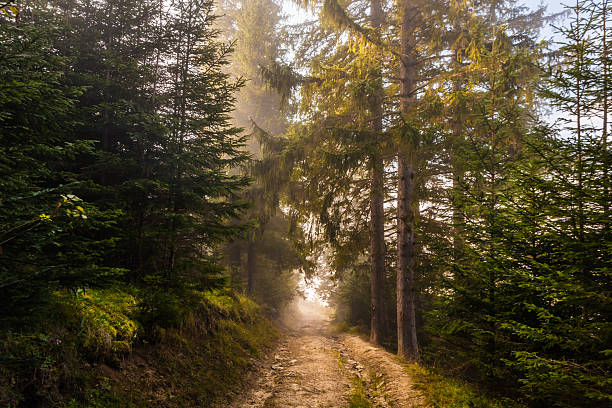 istock Strong beautiful fog and sunbeams in the forest 521668077
