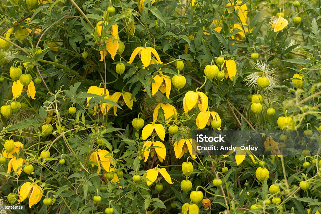 Clematis tangutica Clematis tangutica, in flower Clematis Stock Photo