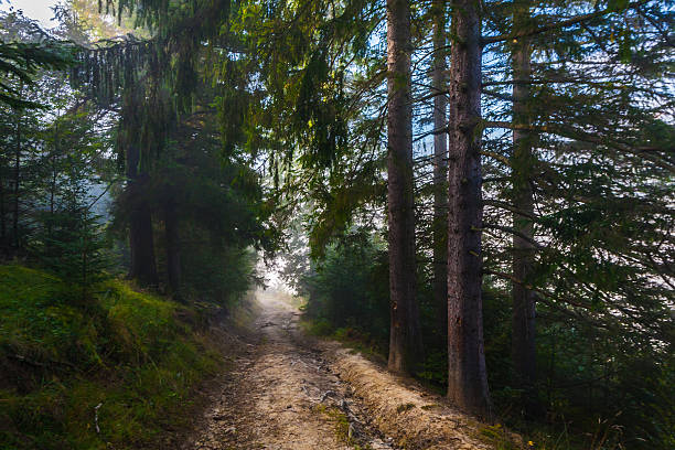istock Strong beautiful fog and sunbeams in the forest 521669233