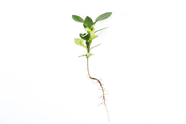 istock Tangerine Plant grow 521669355
