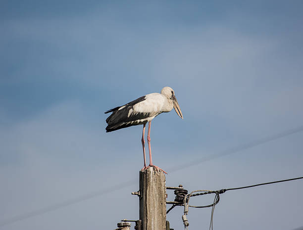 istock Great blue heron standing on electric post with blue sky 521680265