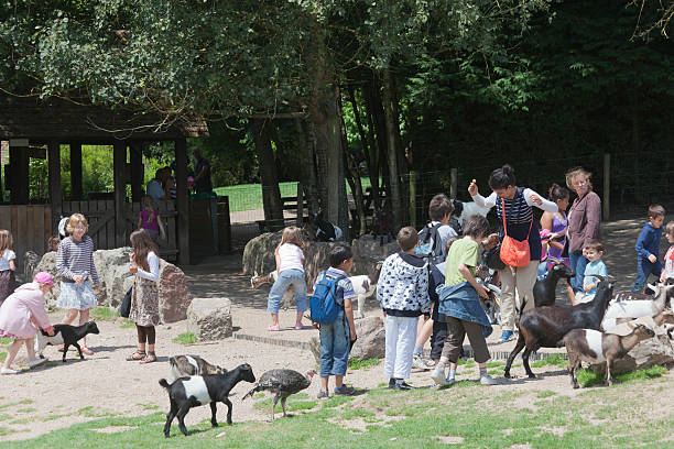 rodziny w minizoo na ścieżce dydaktycznej - zoo child agricultural fair petting zoo zdjęcia i obrazy z banku zdjęć