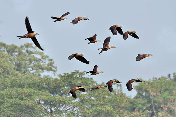 istock Birds, lesser whistling ducks 521681915