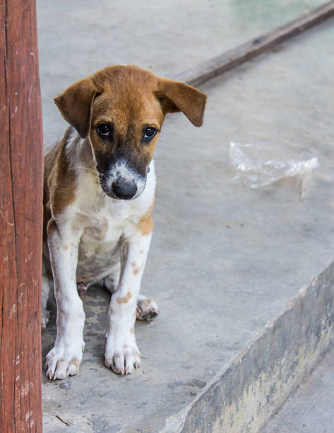 istock Thai Stray Puppy Dog 521681951