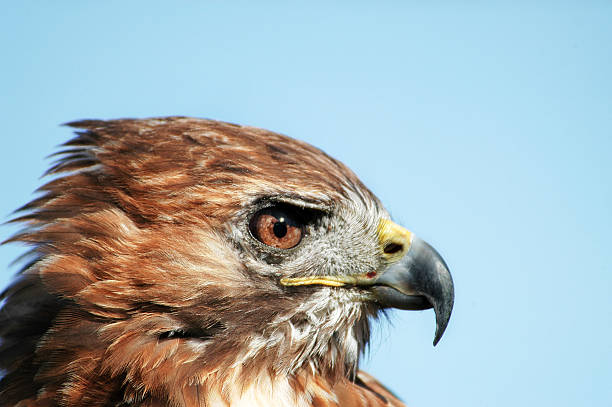 istock Portrait of a buzzard. 521681969