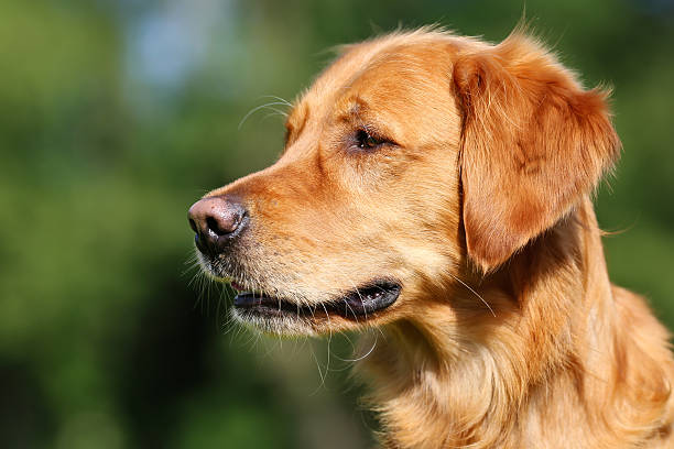 istock Golden retriever dog 521683463