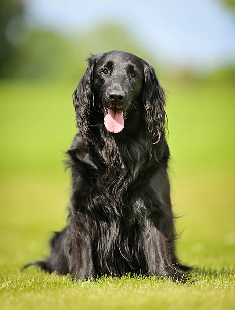 istock Purebred flat-coated retriever dog 521683479