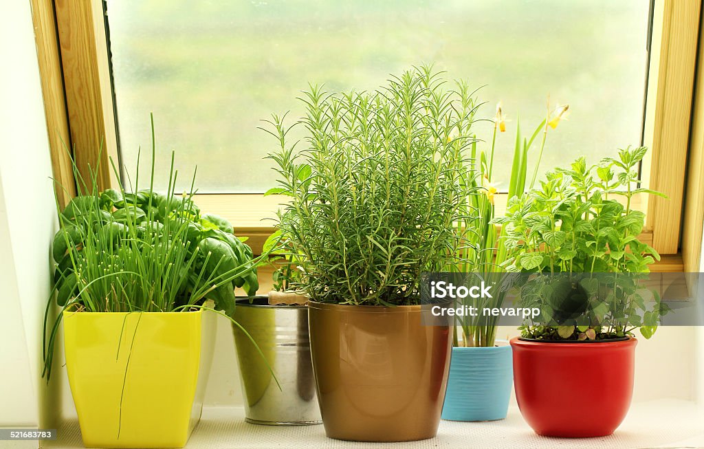 herbs growing on window Herb Garden Stock Photo
