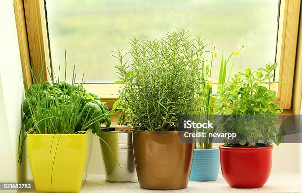 Herbs Growing On Window Stock Photo - Download Image Now - Herb Garden, Indoors, Herb