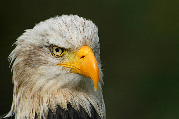 istock Portrait of a bald eagle. 521683827