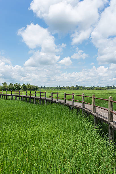 istock rice and Bridge in Ubon Ratchathani Province thailand. 521684481