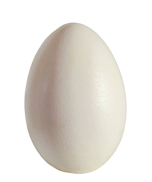 istock Large white goose egg, isolated on white background, close up 521684632