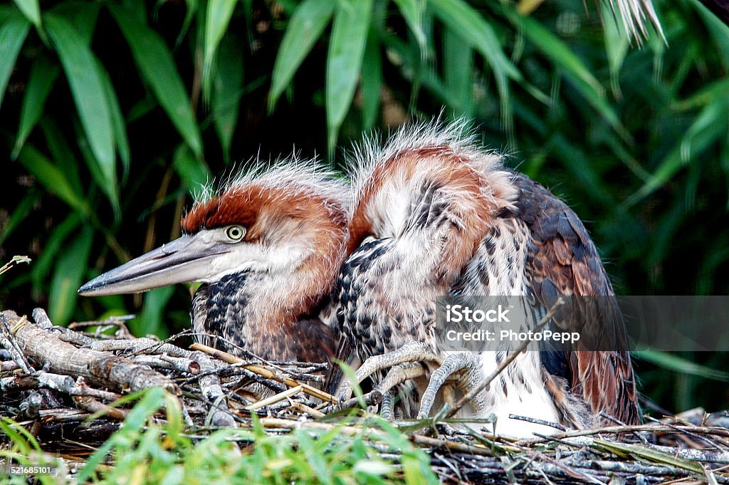 Purple Heron young. A young purple heron in its nest. Animal Stock Photo