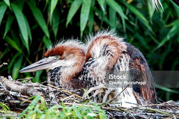 Purple Heron Young Stock Photo - Download Image Now - Animal, Animal Nest, Bird