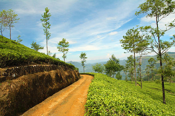 ruta de plantación de té - texas tea fotografías e imágenes de stock