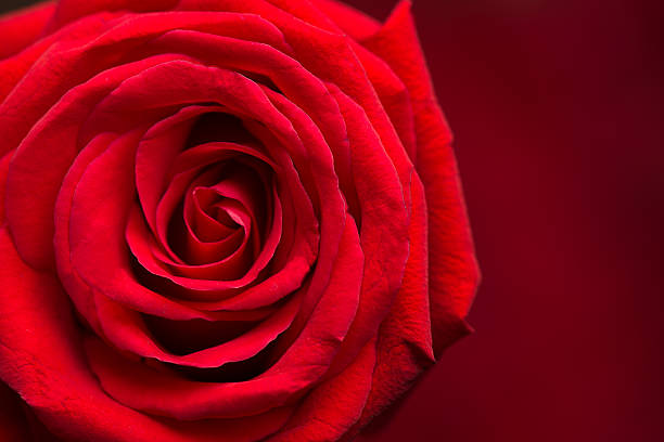 istock Close up red rose flower 521685440