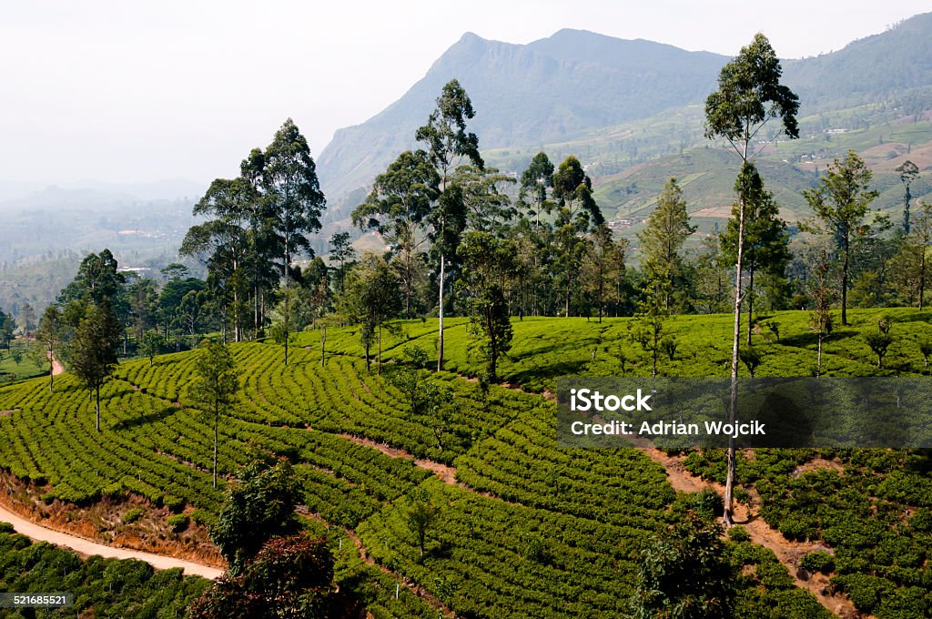 Tea Plantation - Sri Lanka Central highlands Agricultural Field Stock Photo