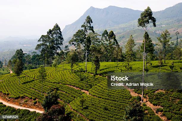 Tea Plantation Sri Lanka Stock Photo - Download Image Now - Agricultural Field, Agriculture, Asia