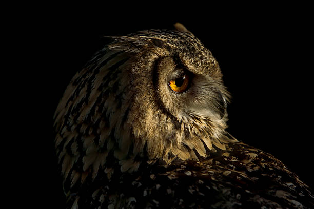 istock Portrait of a european eagle owl. 521685527