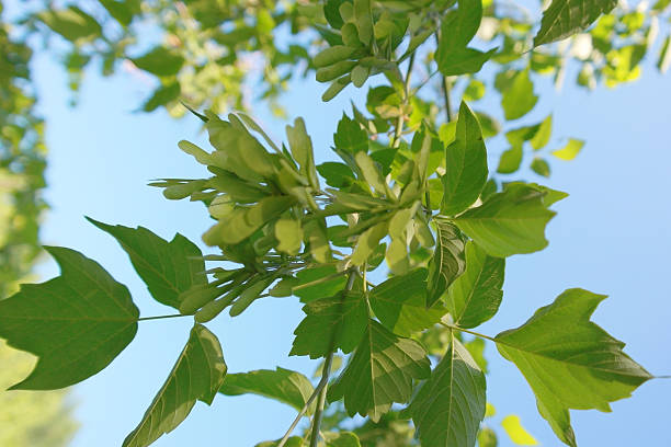istock Green leaves over blue sky 521686701