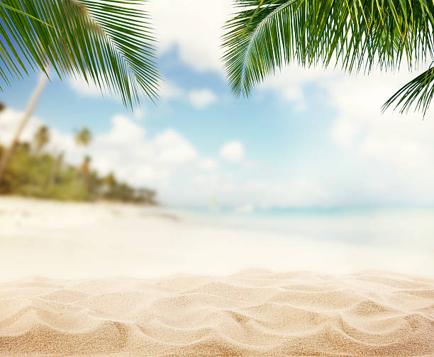 Summer sandy beach with blur ocean on background Summer sandy beach with blur ocean on background. Palm leaves on foreground caribbean photos stock pictures, royalty-free photos & images