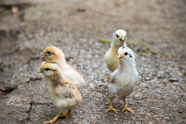 baby huhn ist jungvogel farm kleine vogel tier. - animal young bird baby chicken chicken stock-fotos und bilder