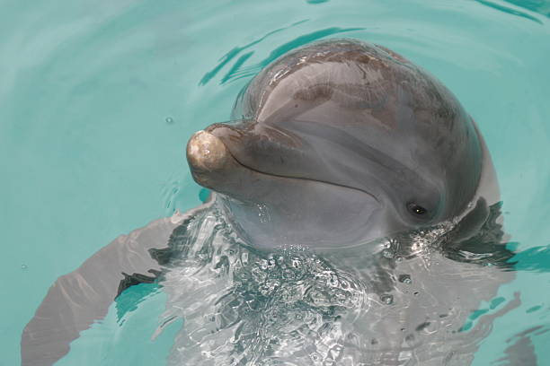 istock Dolphin head close up in water 521688844