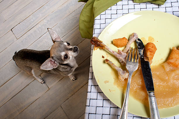 istock Chihuahua looking up at leftover meal on dinner table 521689274