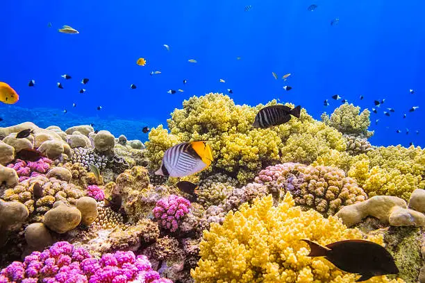 Photo of Coral Garden Reef on Red Sea near by Marsa Alam