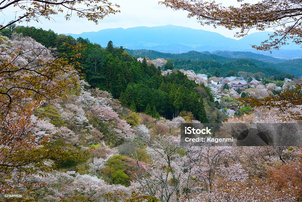 Beautiful cherry blossom landscape on Mount Yoshino in Nara, Japan Spring landscape of colorful cherry trees blossoming on the side of Mount Yoshino in Nara, Japan. Yoshino District - Nara Stock Photo