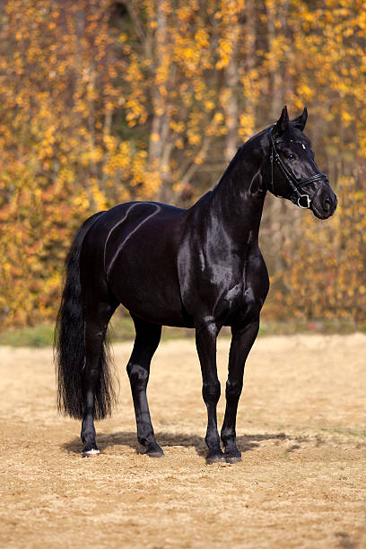 black horse portrait outside with colorful autumn leaves in background stock photo