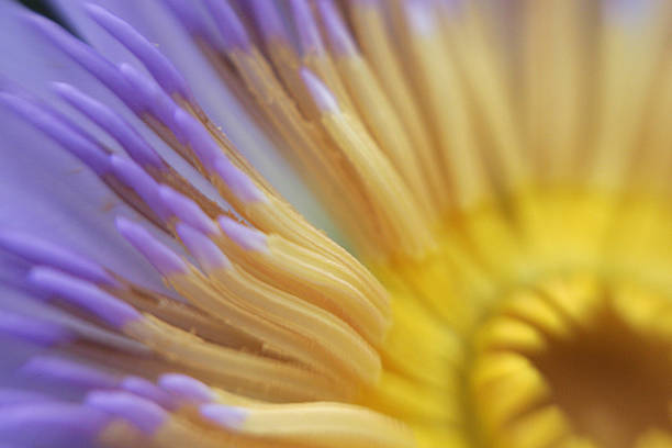 istock Closeup of yellow & lilac flower 521690108