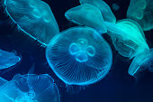 Abstract view of Jellyfish underwater