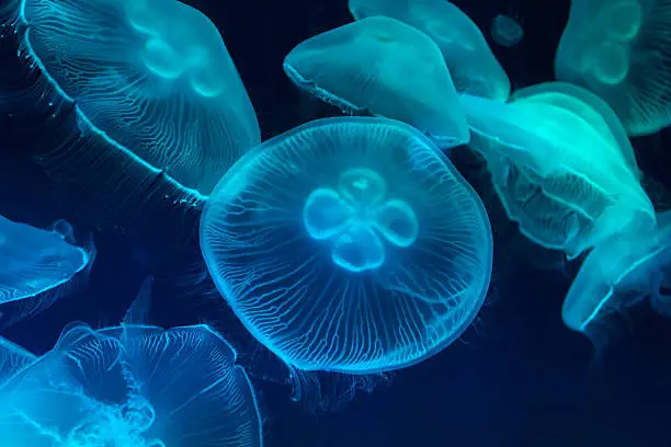 Close up with of illuminated jellyfish underwater.